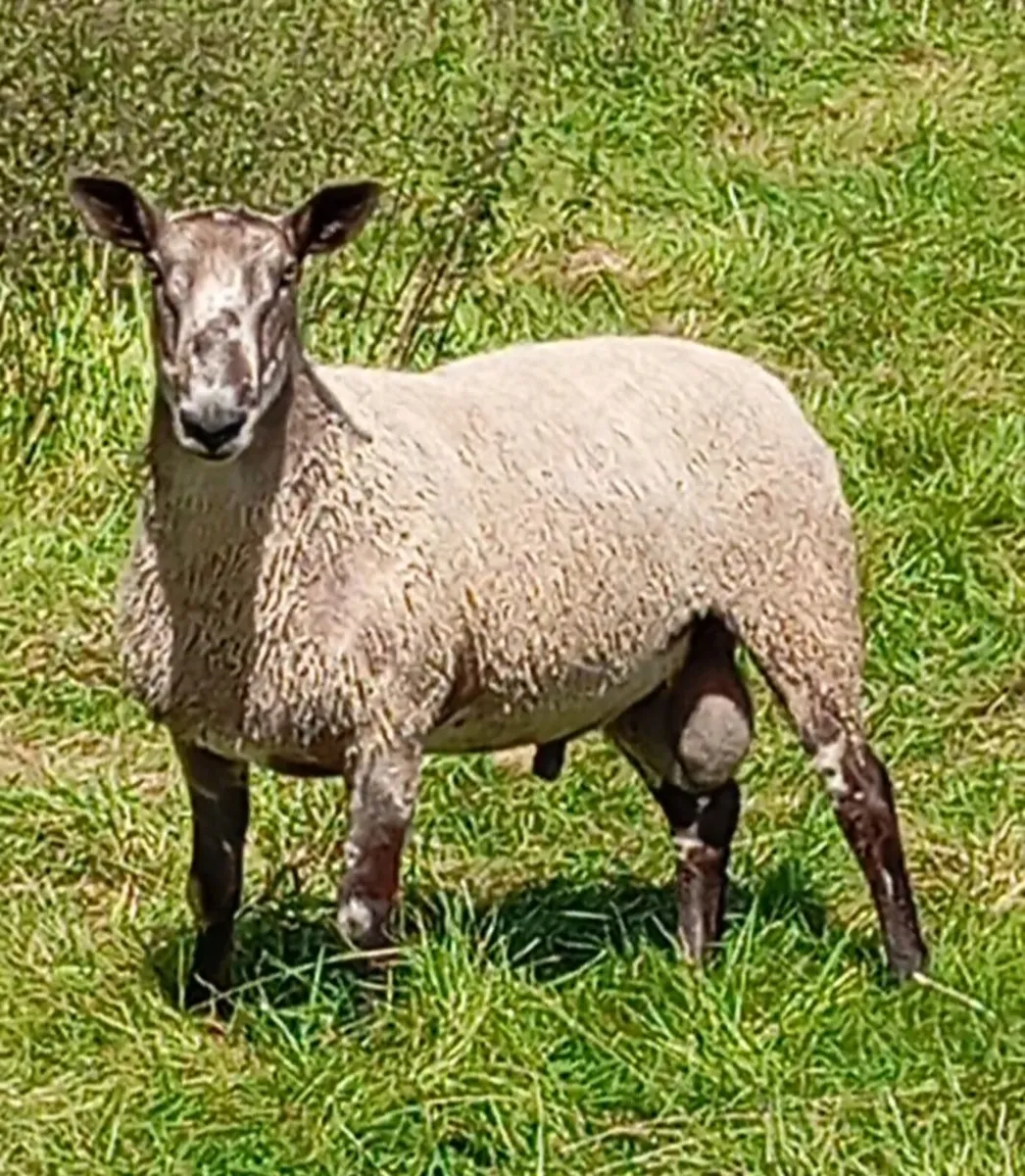 Blue Leicester ram - Image 1