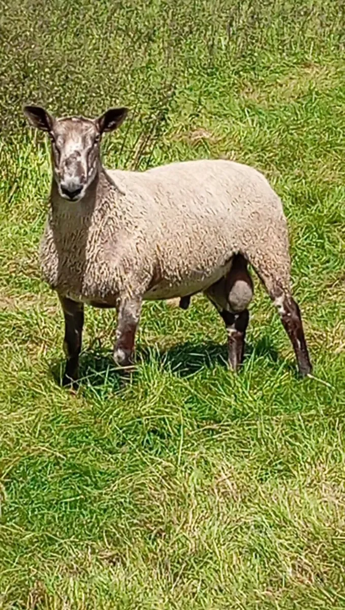 Blue Leicester ram - Image 2