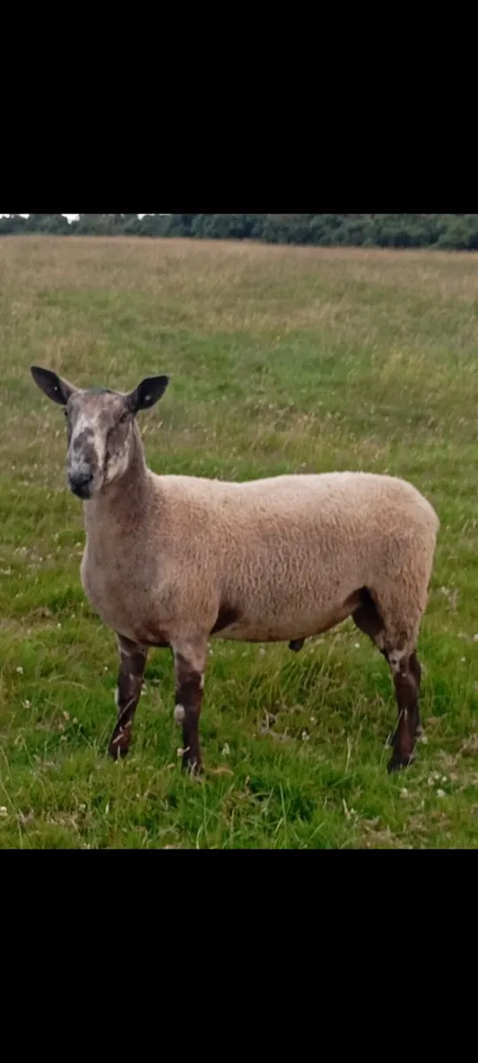 Blue Leicester ram - Image 4