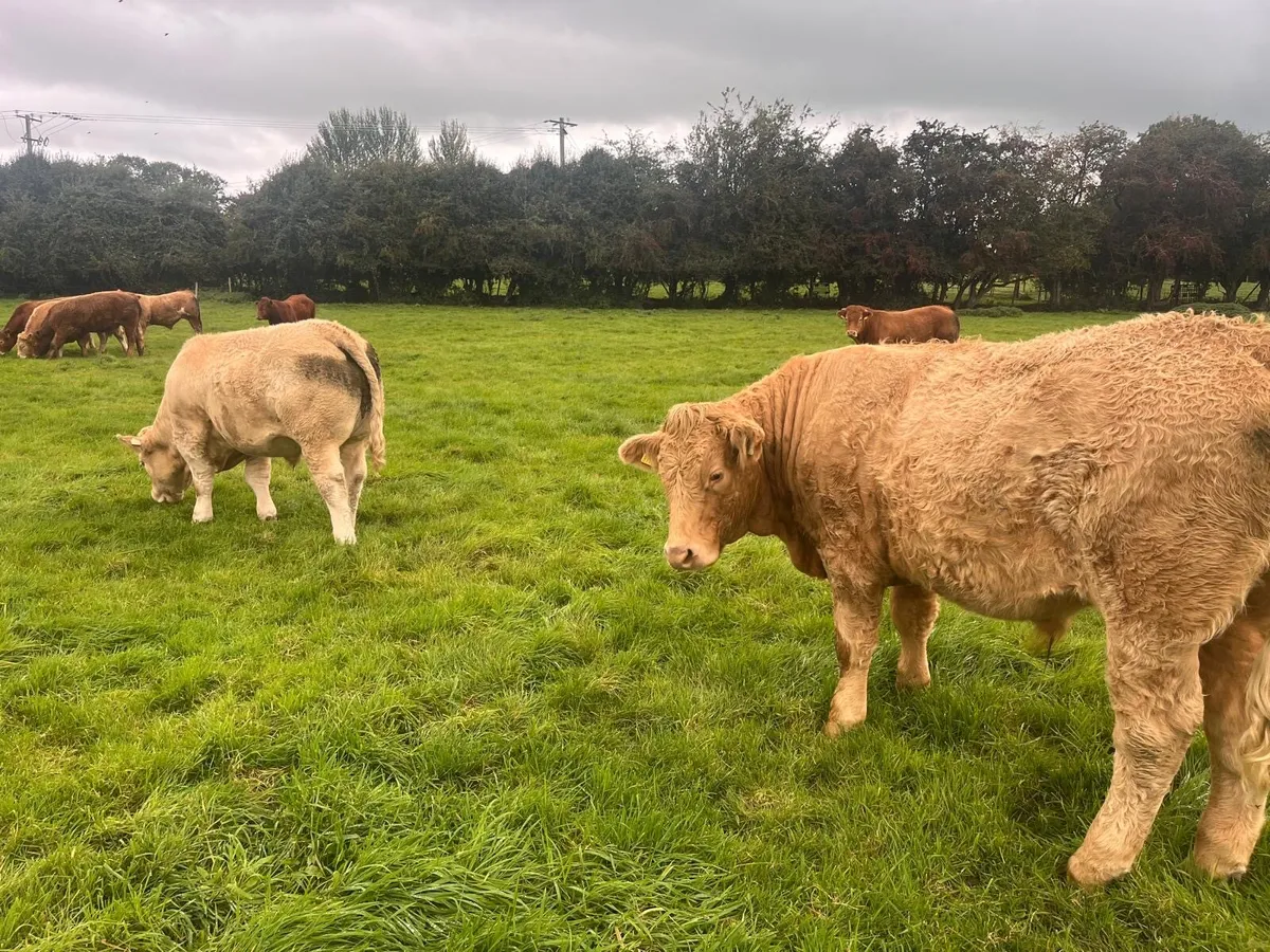 Kilcullen mart BULLOCK Show&sale 24th - Image 2