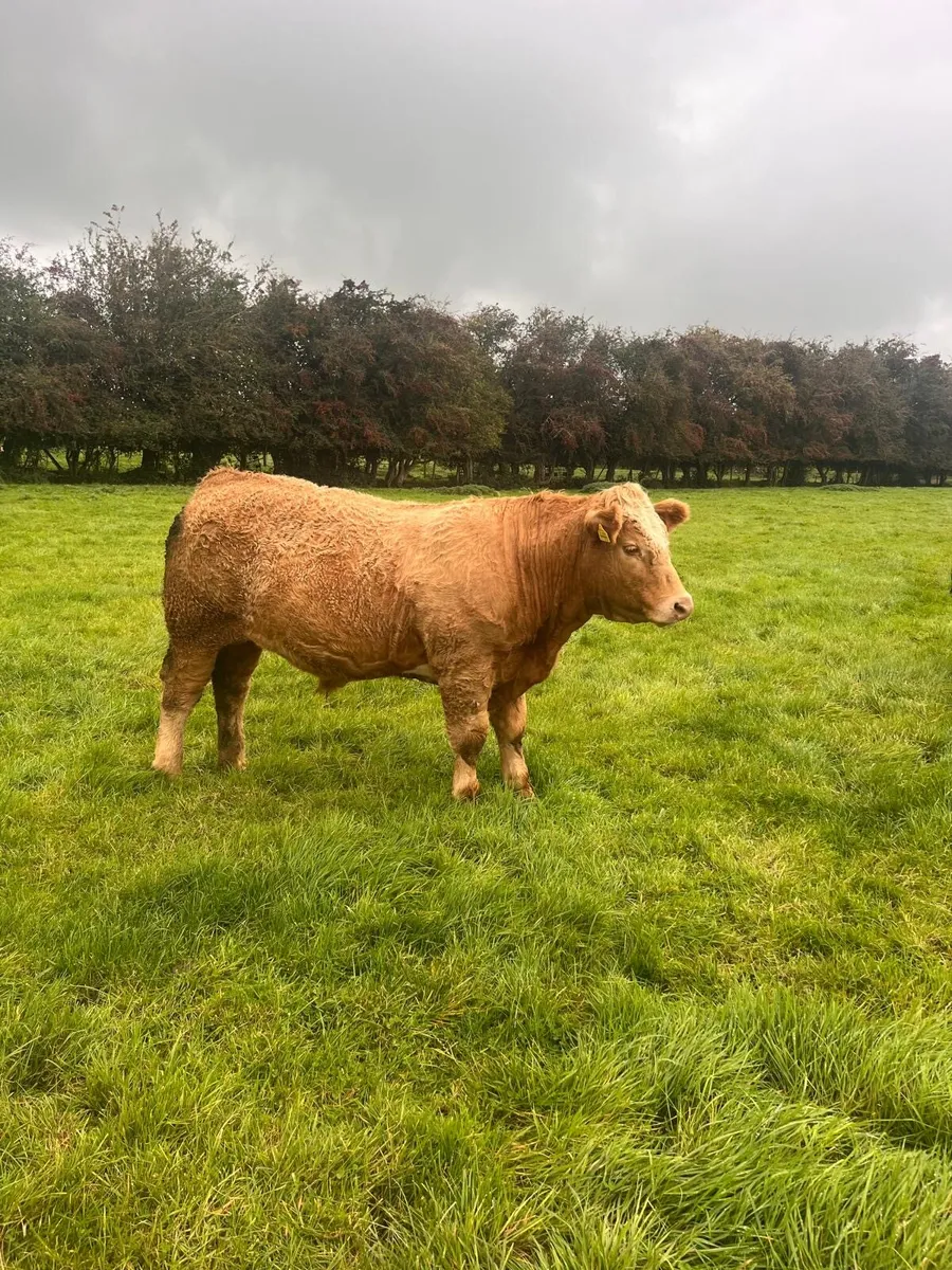 Kilcullen mart BULLOCK Show&sale 24th - Image 3