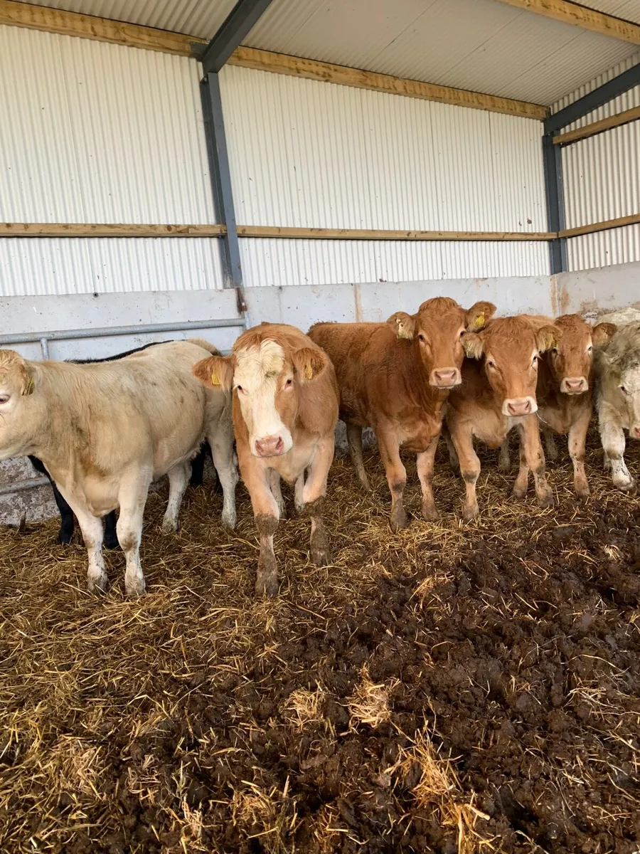 9 Top Quality Breeding Heifers  for sale - Image 1