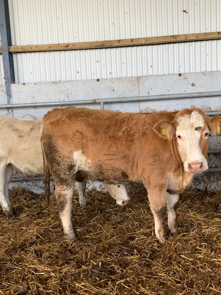 9 Top Quality Breeding Heifers  for sale - Image 3