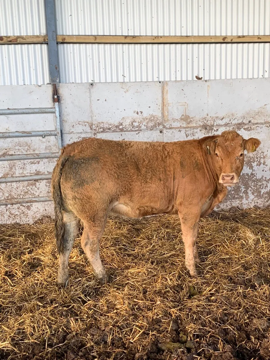 9 Top Quality Breeding Heifers  for sale - Image 4