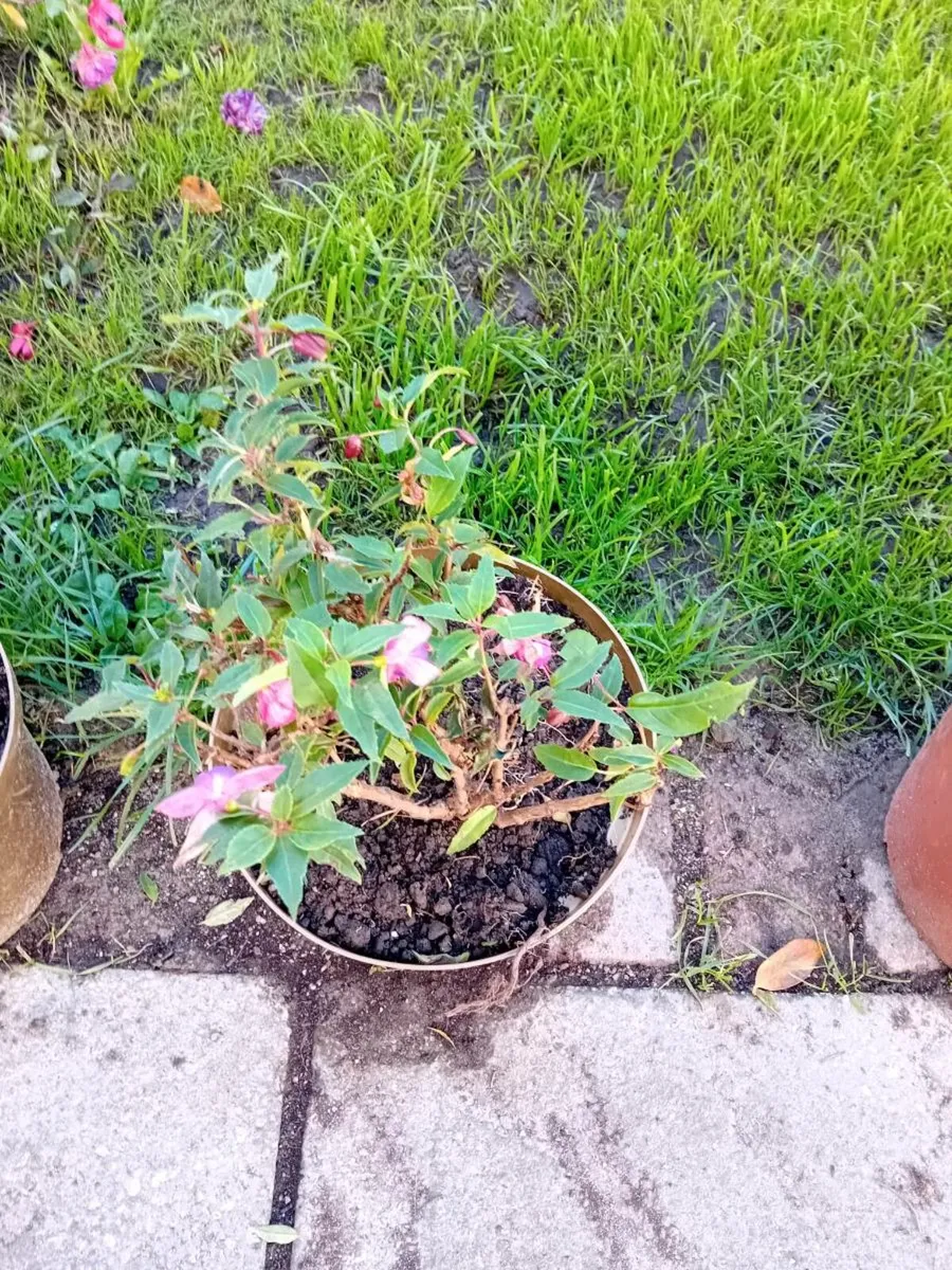 A selection of plants in tubs - Image 3