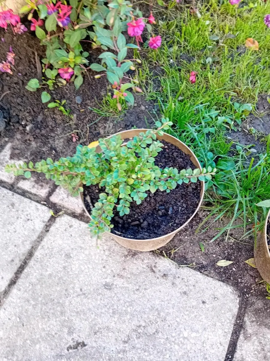 A selection of plants in tubs - Image 4