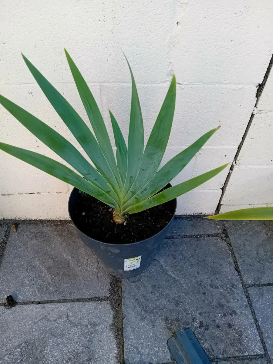 A selection of plants in tubs - Image 1