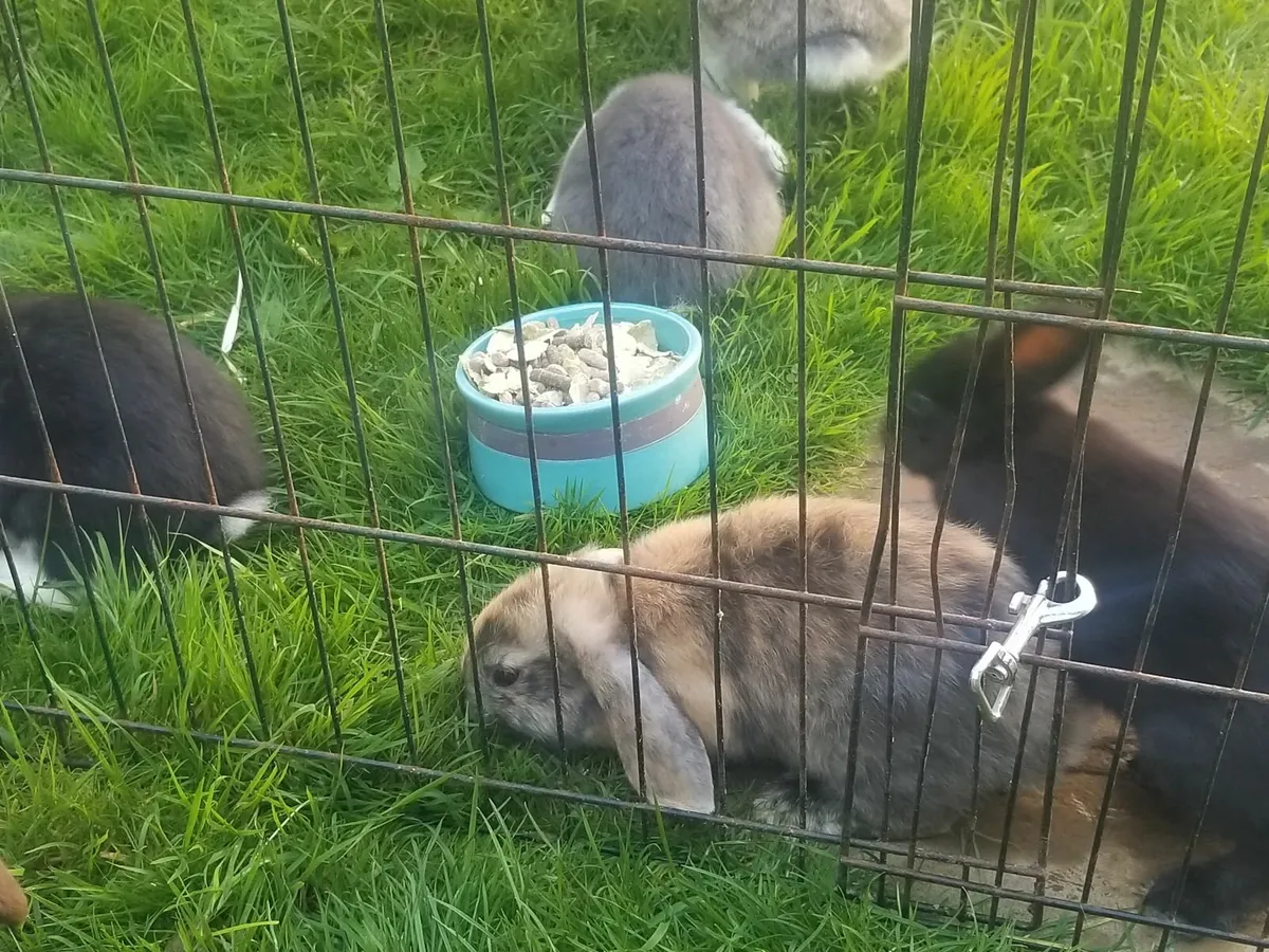 Lop eared Rabbits - Image 1