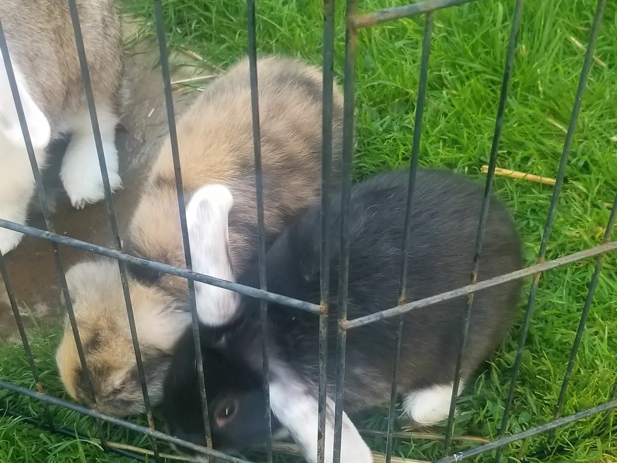 Lop eared Rabbits - Image 2