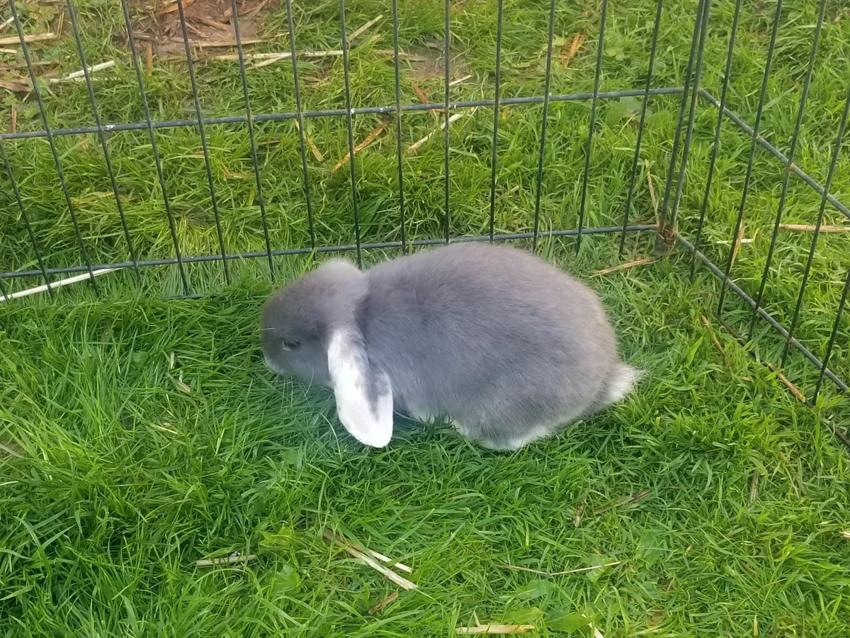 Lop eared Rabbits - Image 3
