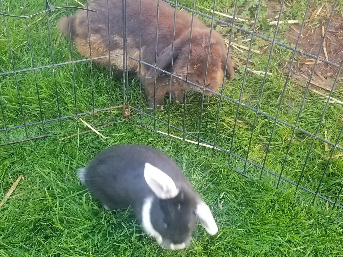 Lop eared Rabbits - Image 4
