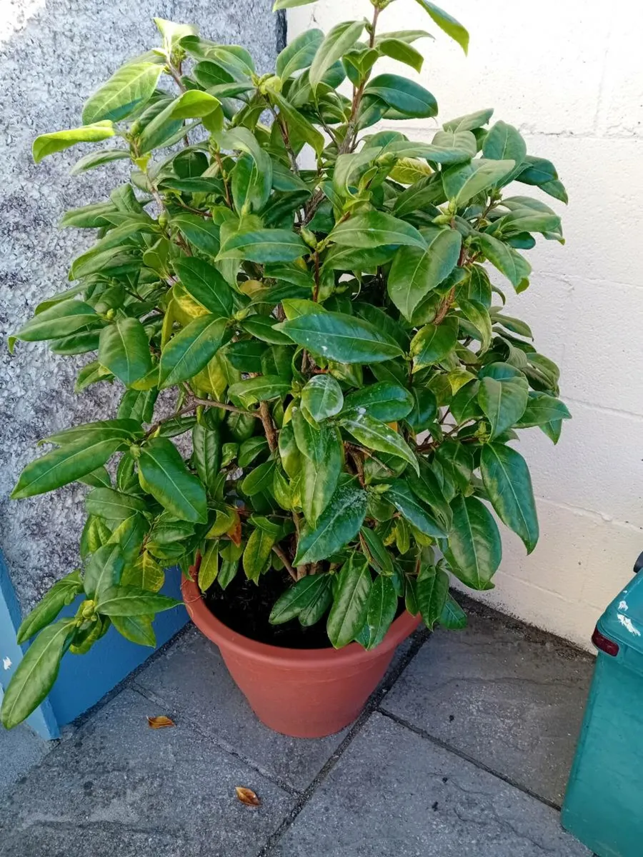 A selection of plants in tubs - Image 2