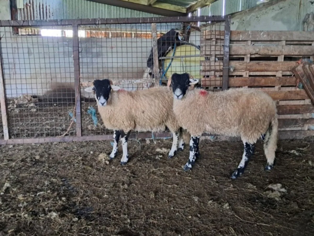 Swaledale Ram Lambs – SIS Eligible - Image 3
