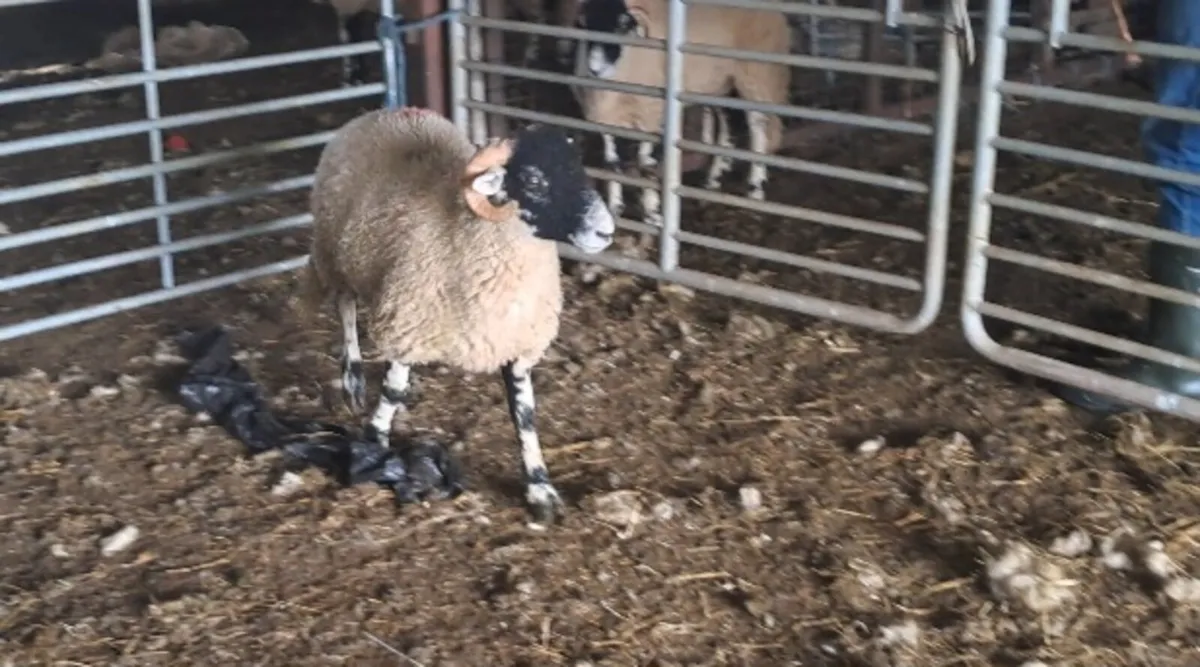 Swaledale Ram Lambs – SIS Eligible - Image 1
