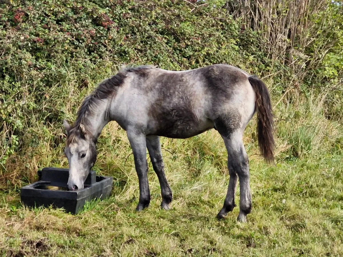 Connemara Colt Foal - Image 1