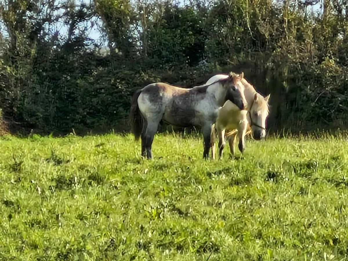 Connemara Colt Foal - Image 2
