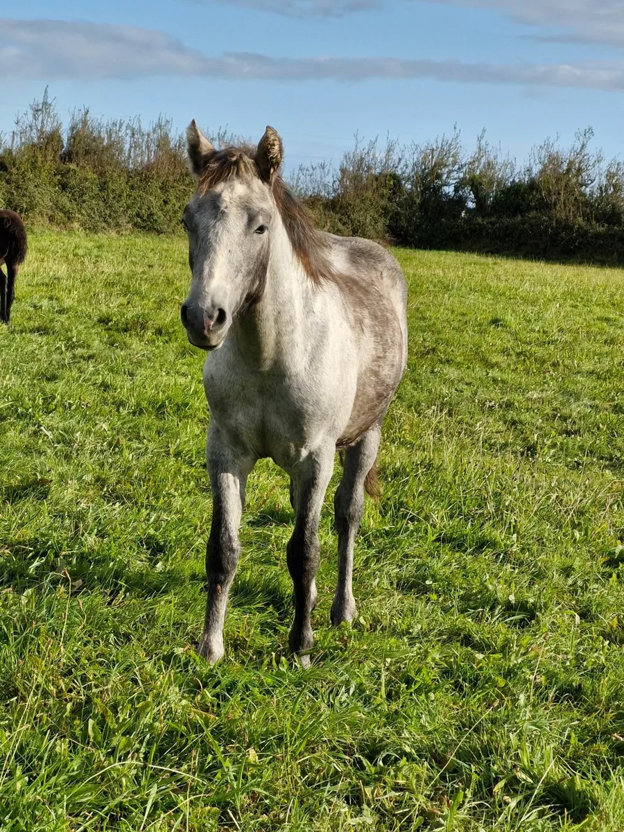 Connemara Colt Foal - Image 3