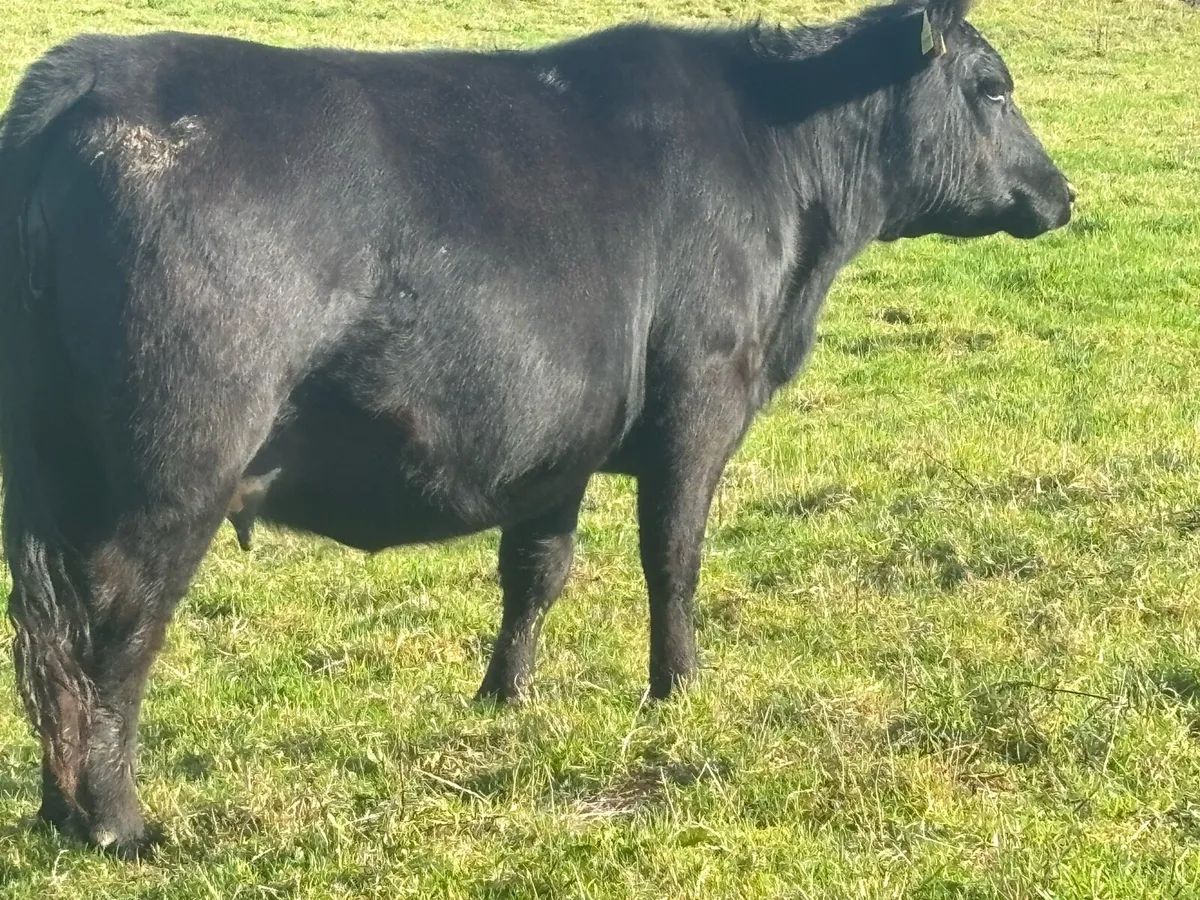 Pb angus heifer - Image 3