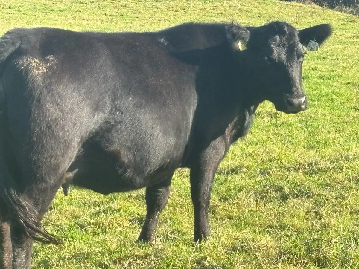 Pb angus heifer - Image 4