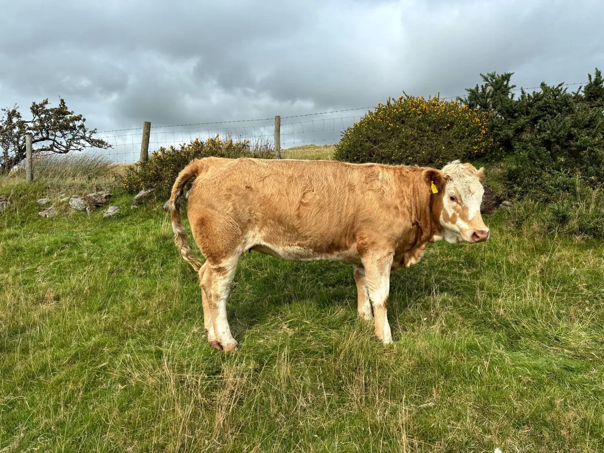 6 heifers - Image 1