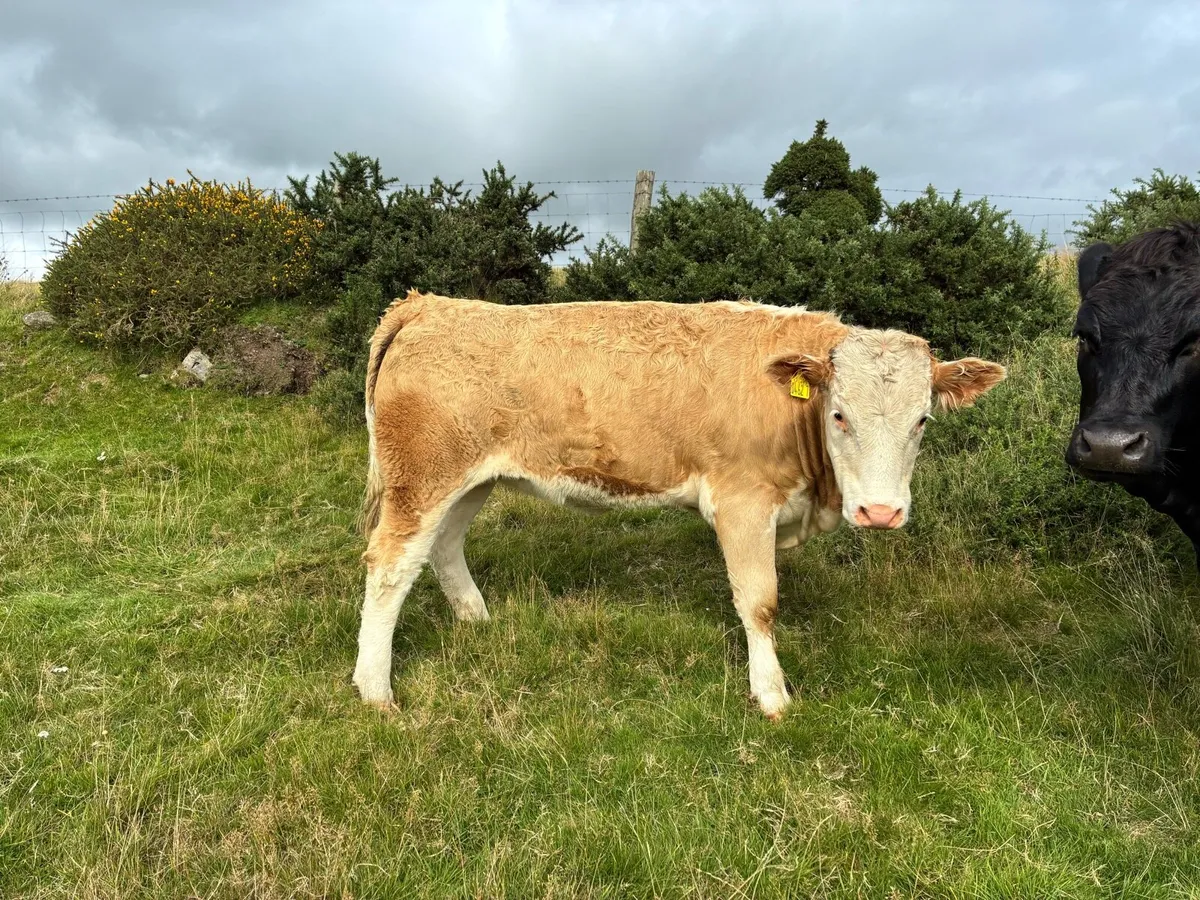 6 heifers - Image 2