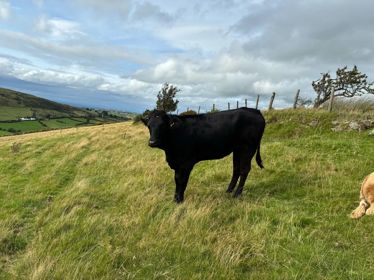 6 heifers - Image 3