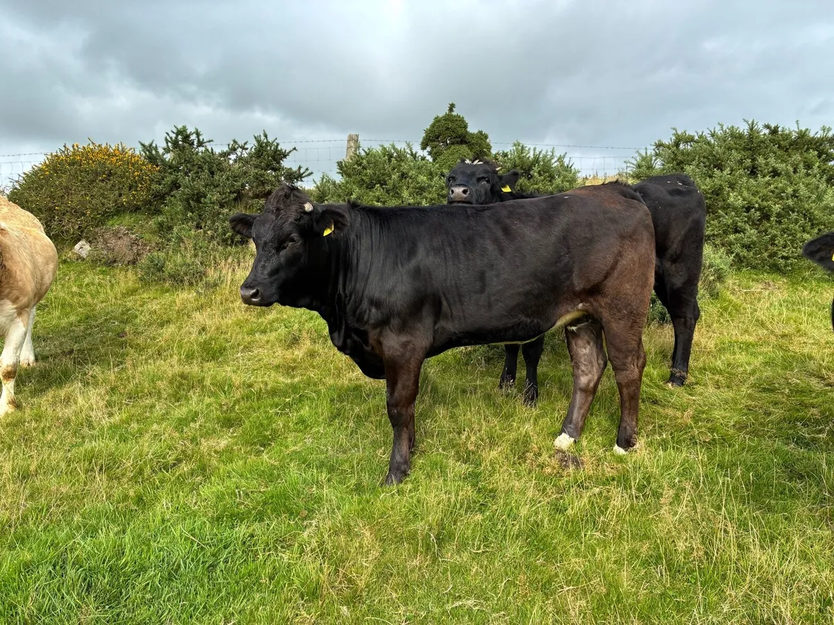 6 heifers - Image 4