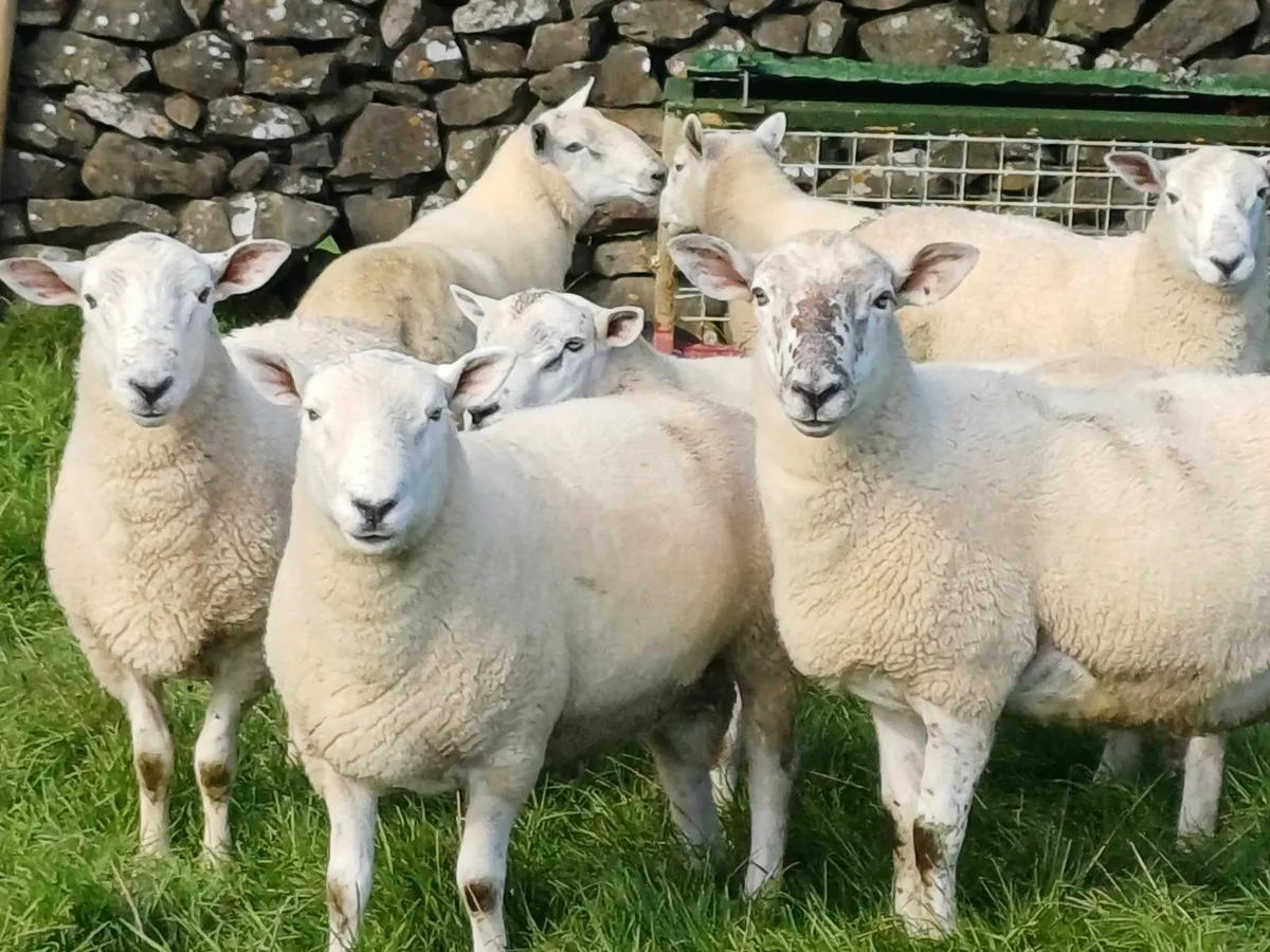 Hogget Rams - Image 1