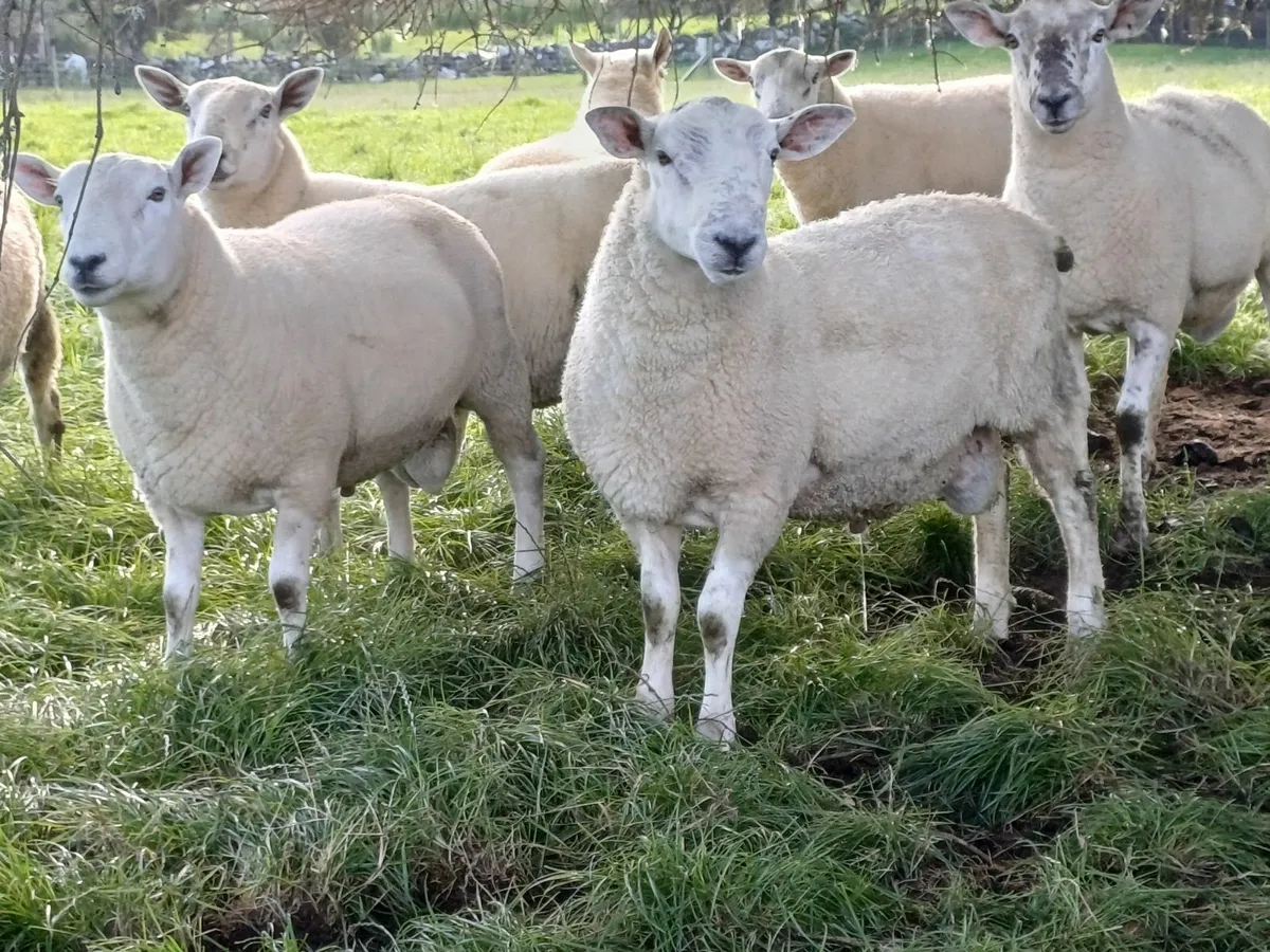 Hogget Rams - Image 3