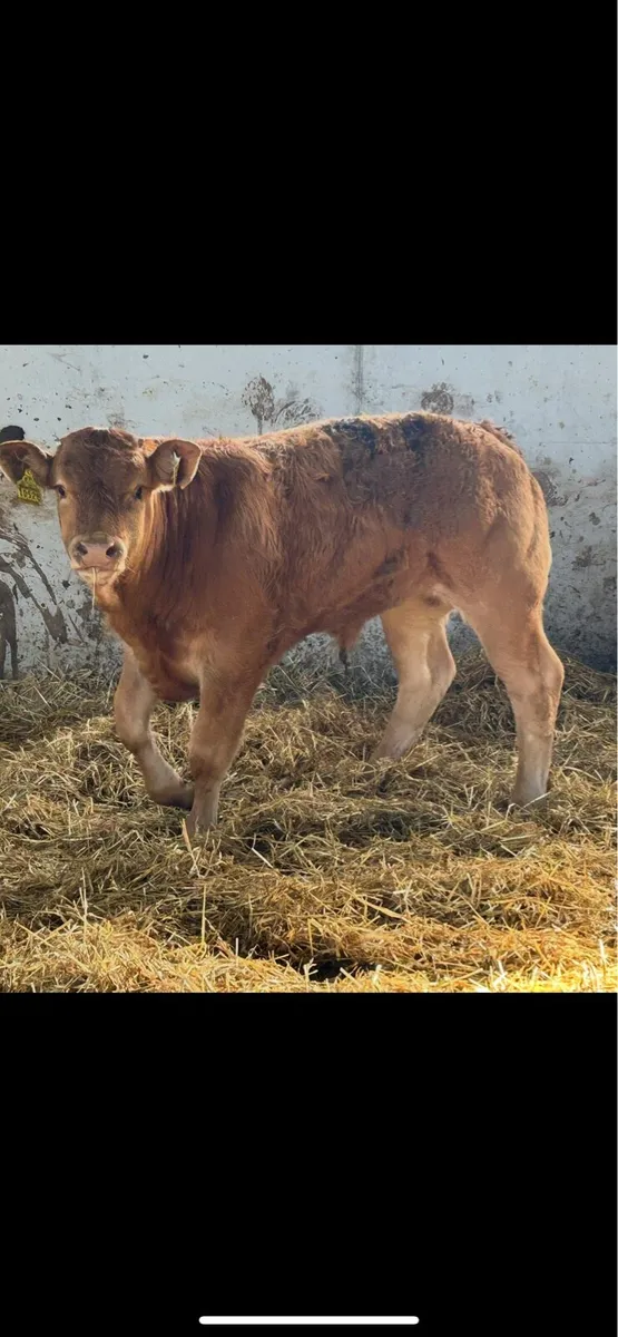 Super u grade limousin bull weanling - Image 3