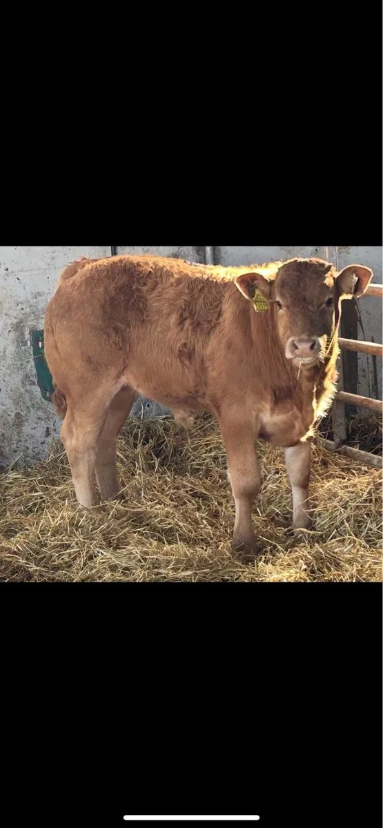 Super u grade limousin bull weanling - Image 4