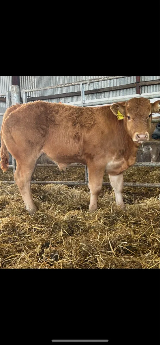 Super u grade limousin bull weanling - Image 2