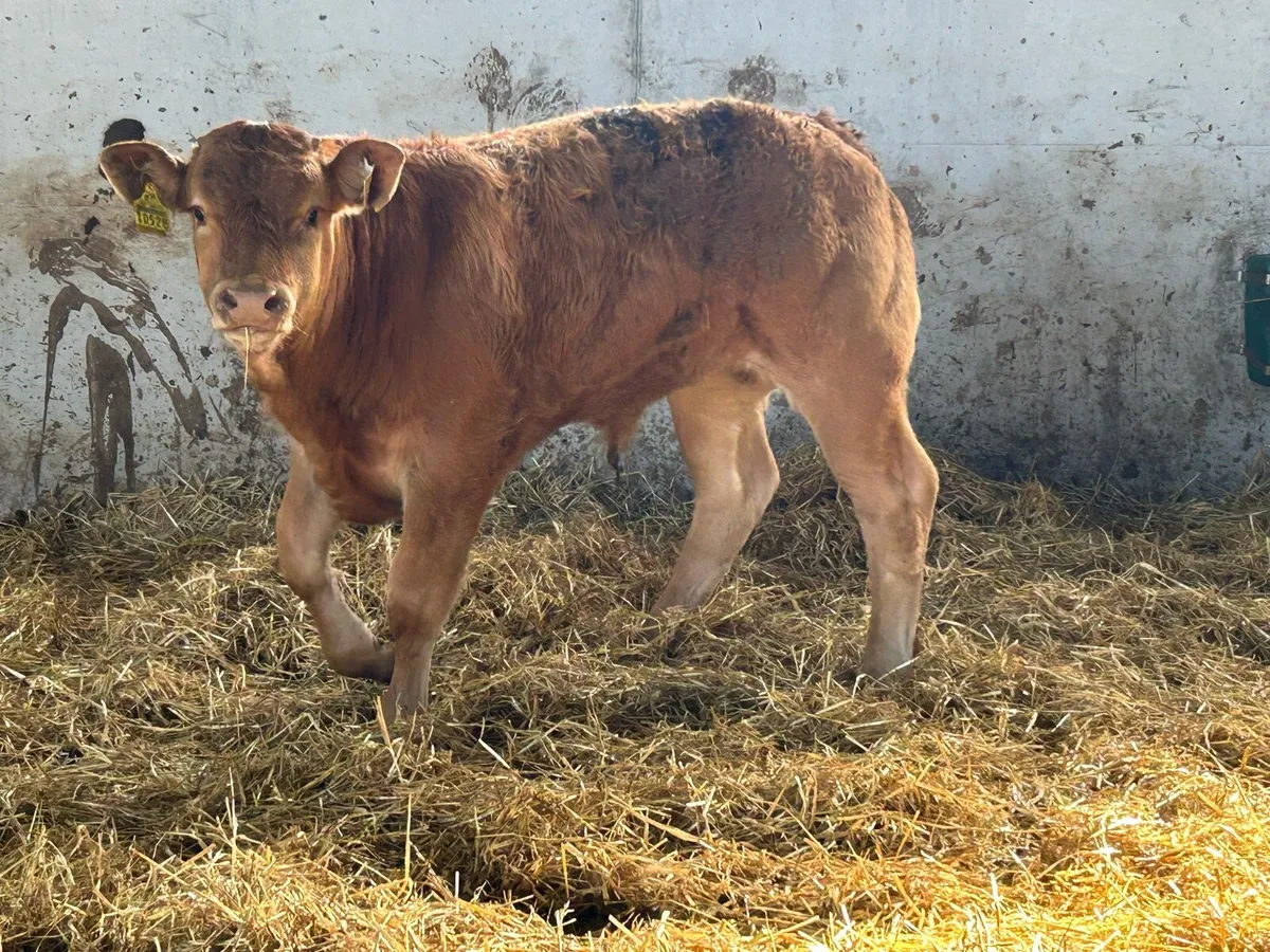 Super u grade limousin bull weanling - Image 1
