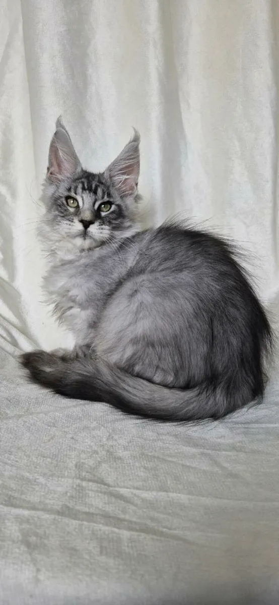 Maine Coon - Image 3