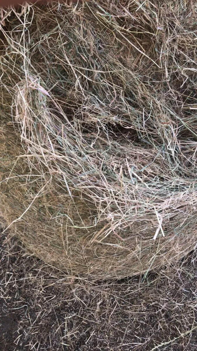 Round bales off quality hay - Image 2