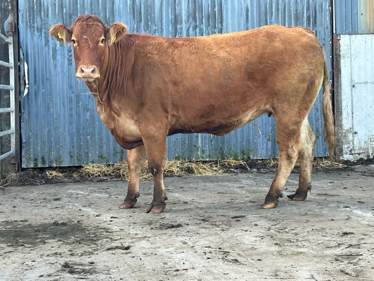 Second calved 5 star limousine cow - Image 1