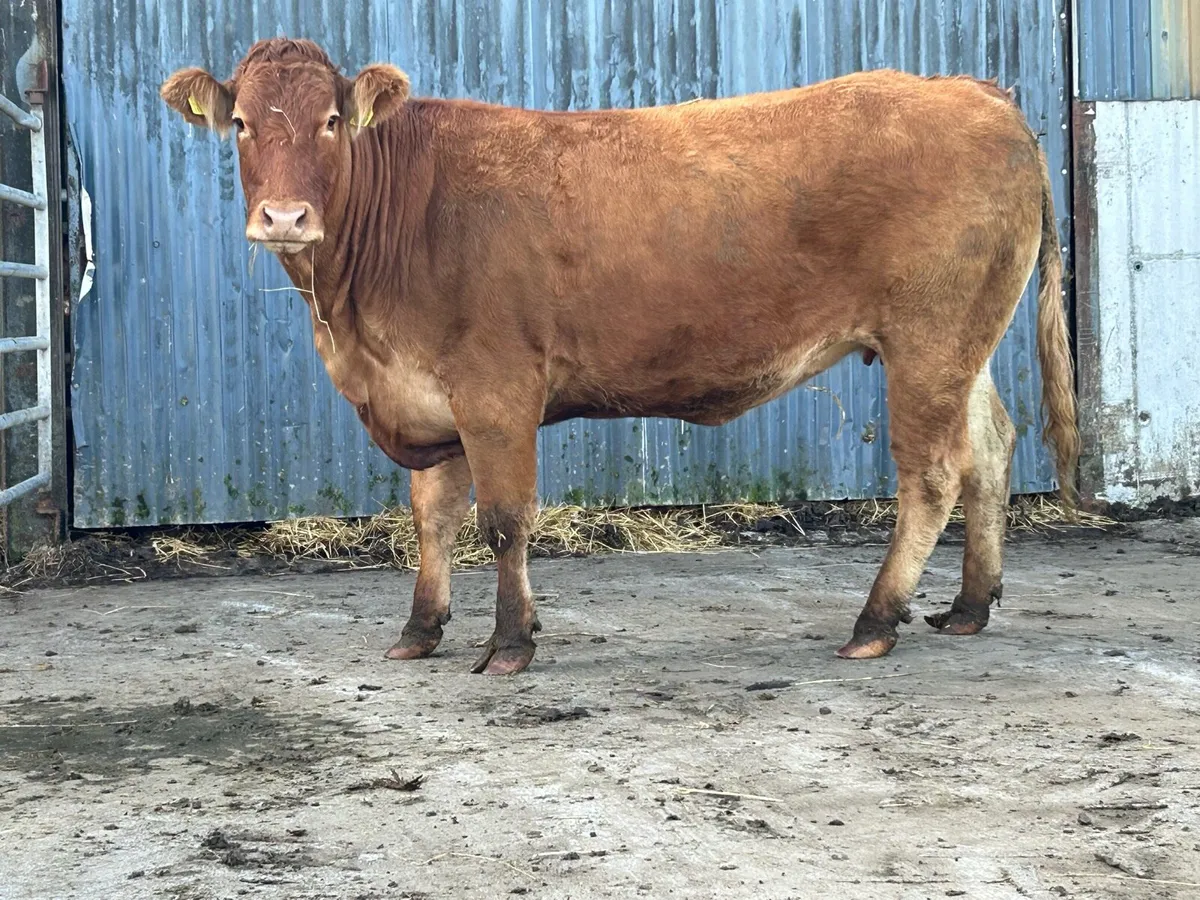 Second calved 5 star limousine cow - Image 2