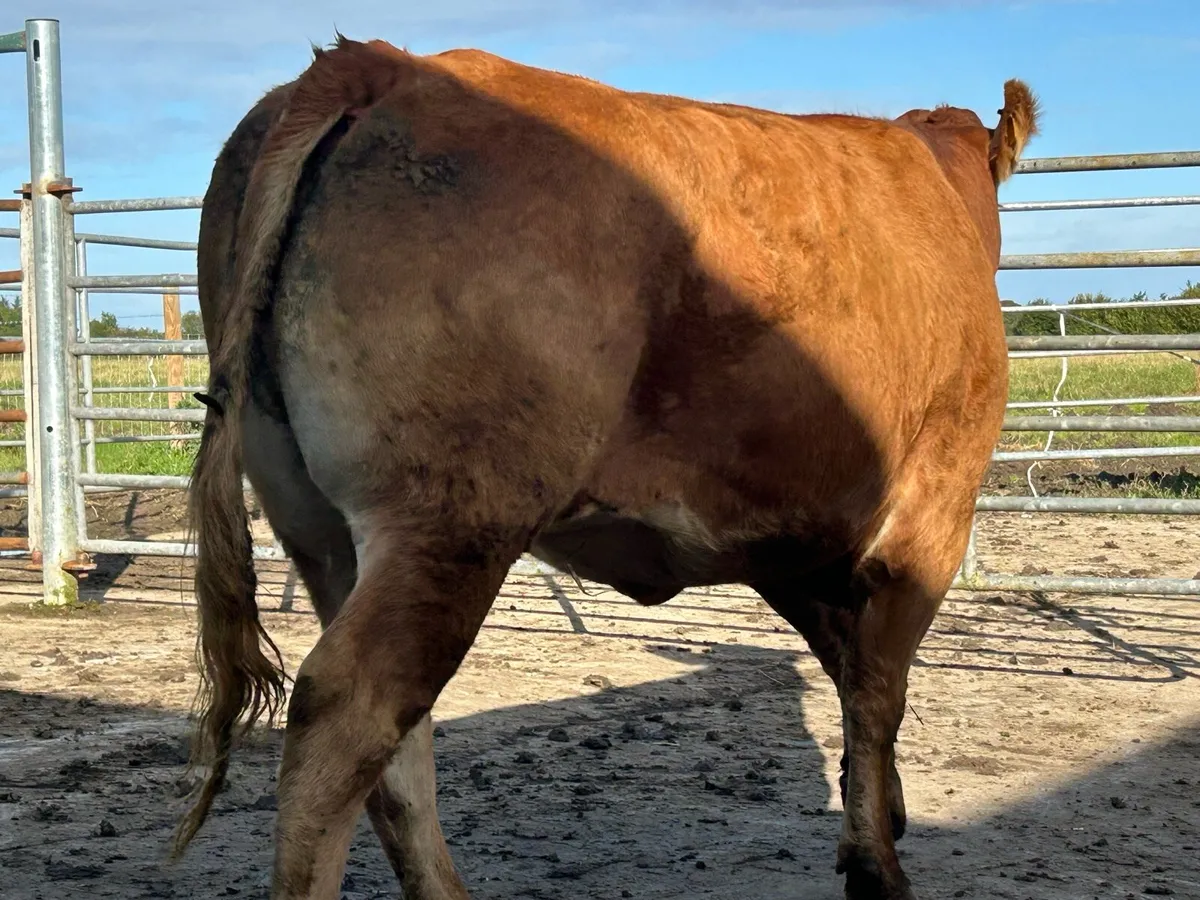 Second calved 5 star limousine cow - Image 3