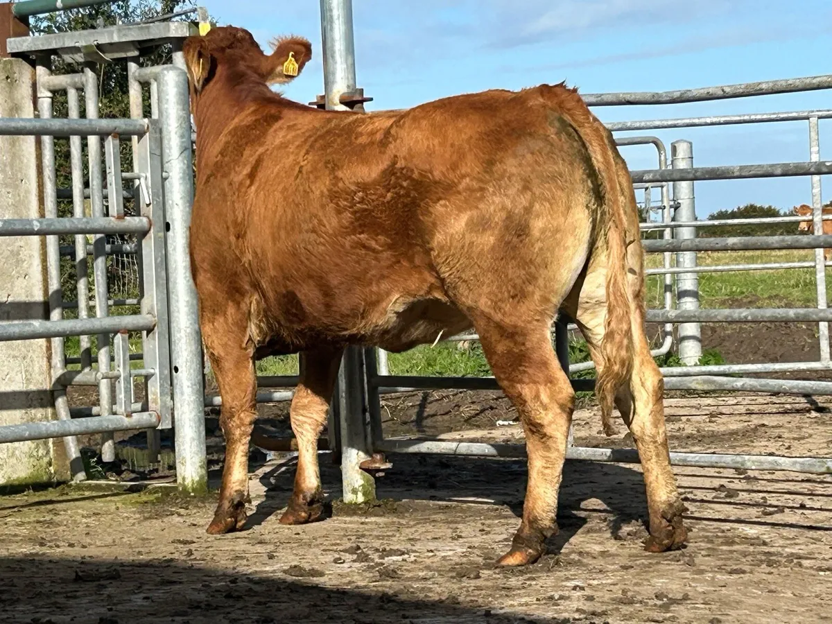 Second calved 5 star limousine cow - Image 4