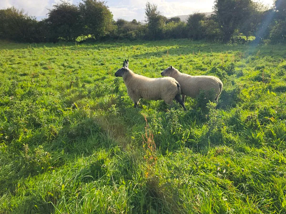 Bleu Du Maine Hogget Rams Shearlings - Image 4