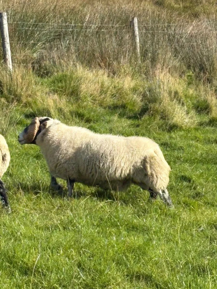 Lanark ram - Image 1
