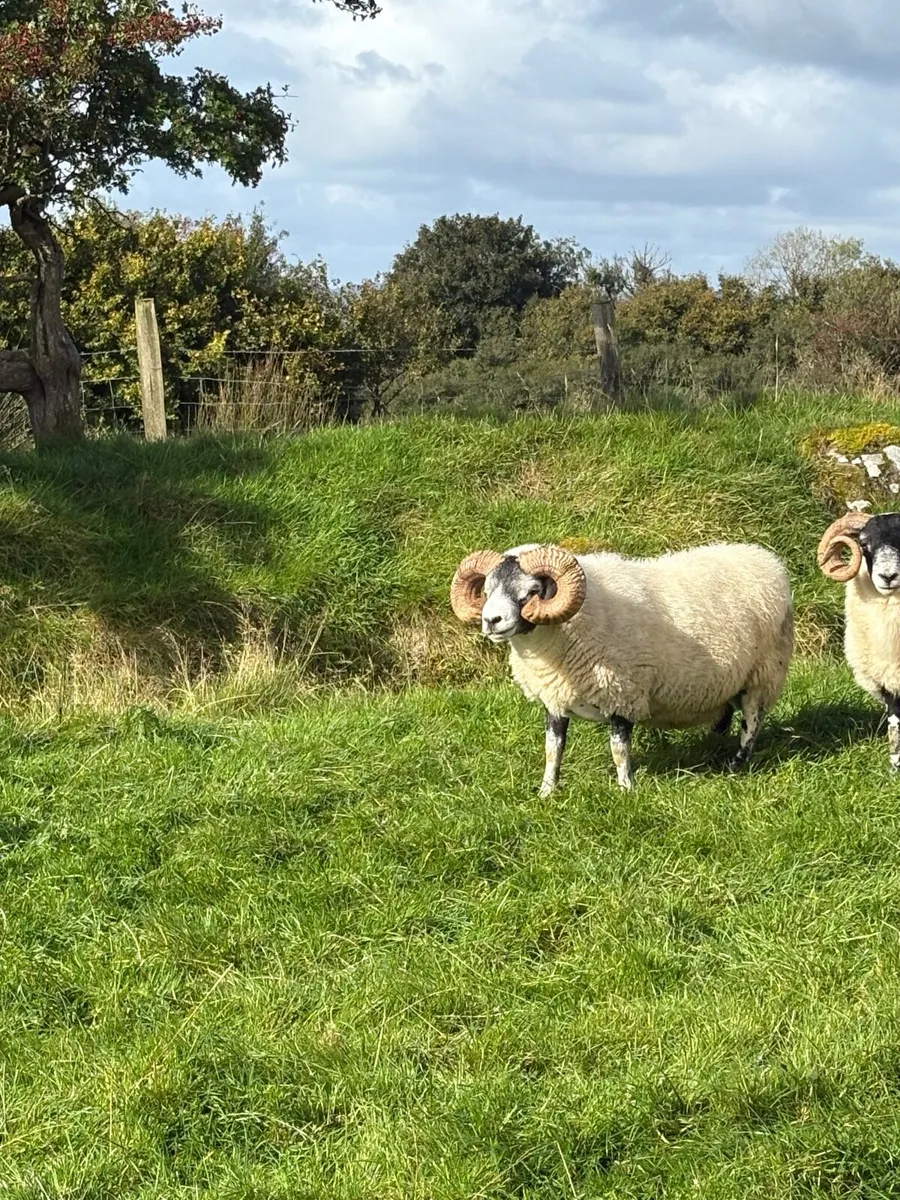 Lanark ram - Image 2