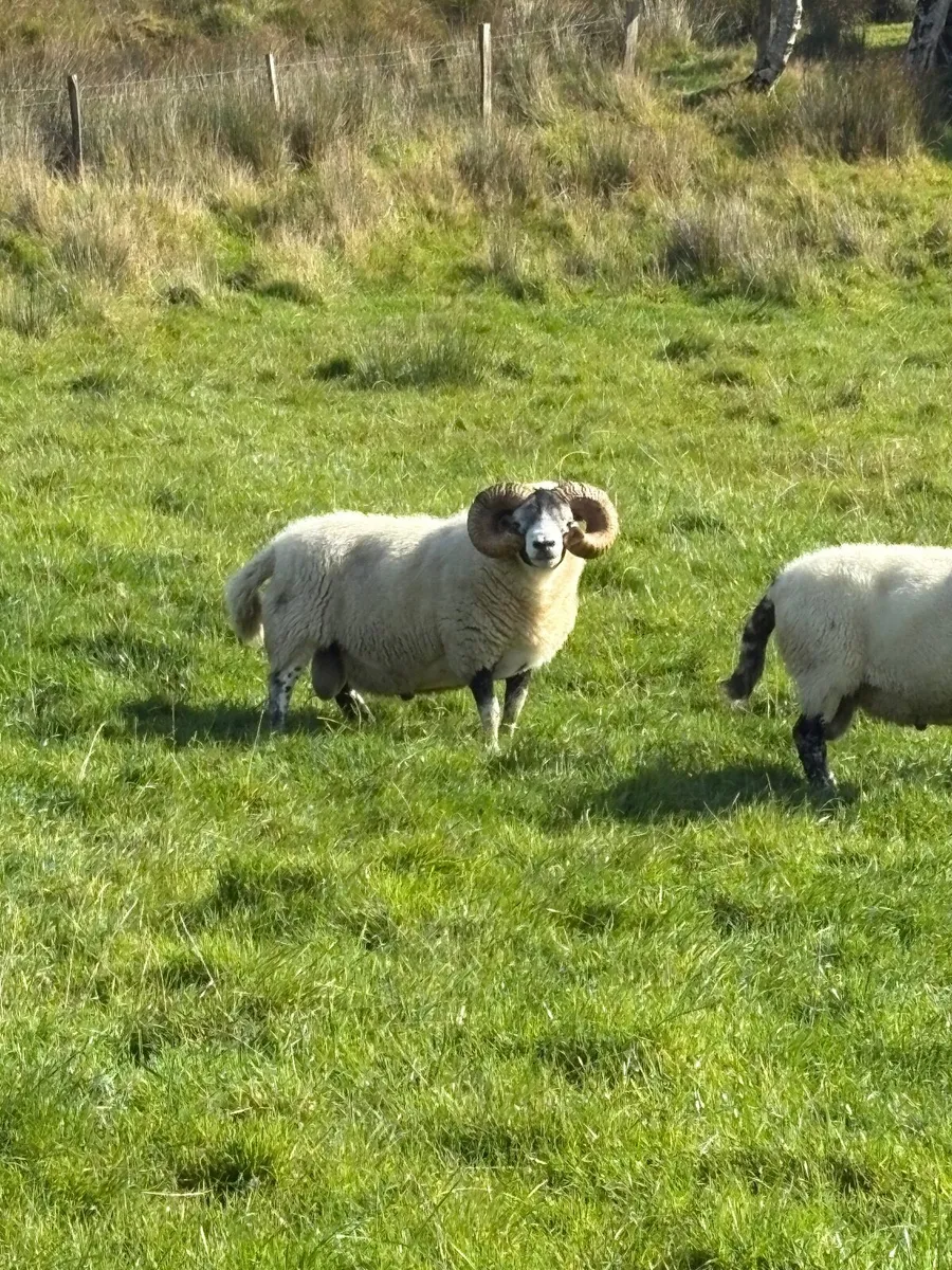 Lanark ram - Image 3