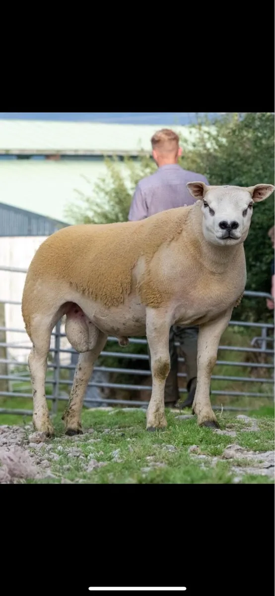 ⚡️Texel Shearling Rams FORSALE ⚡️ - Image 1