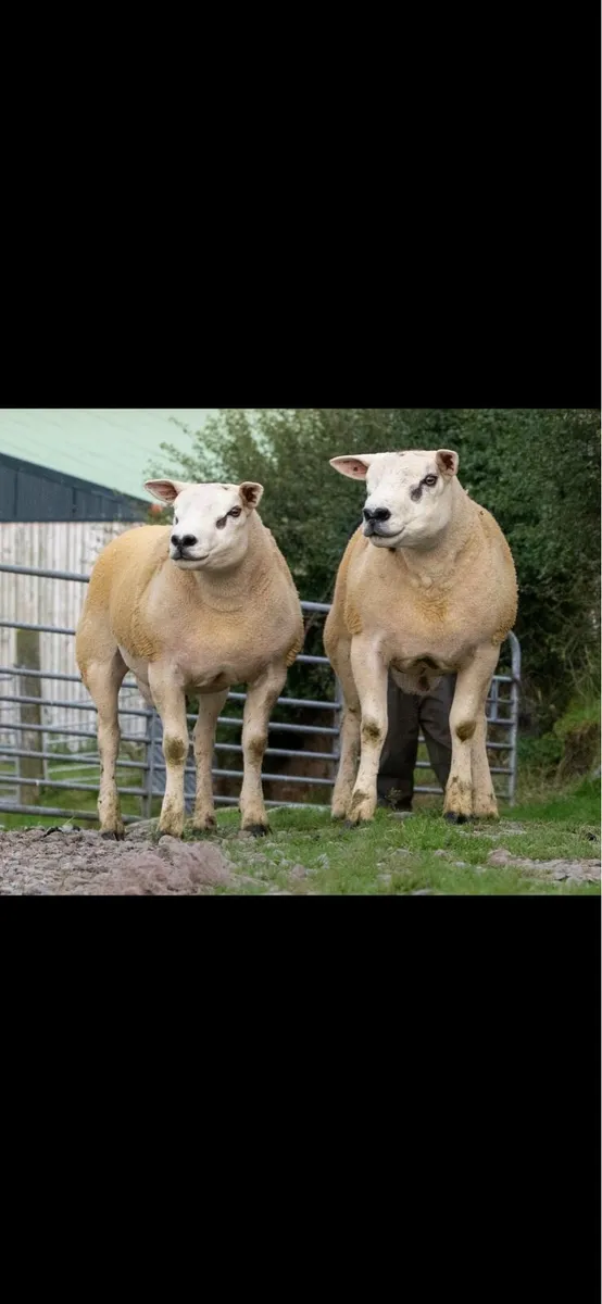 ⚡️Texel Shearling Rams FORSALE ⚡️ - Image 2