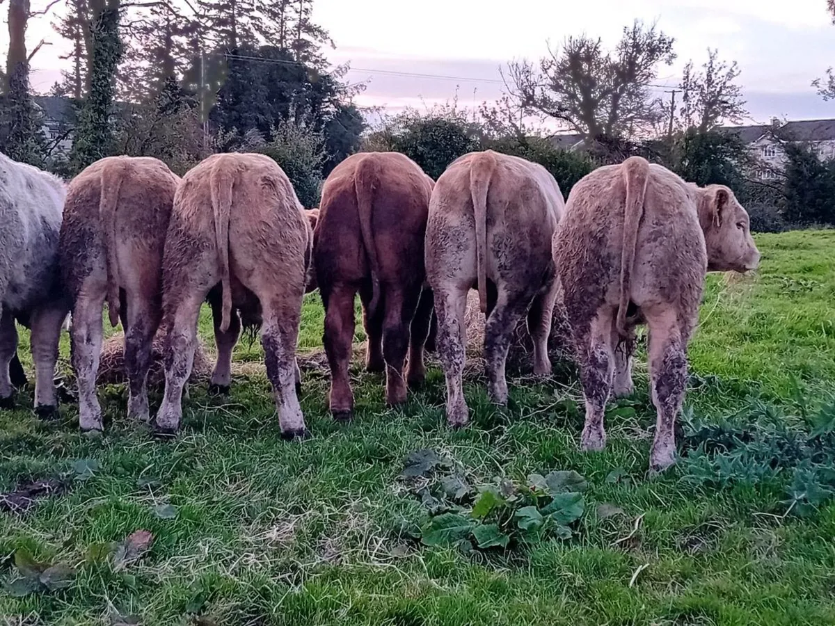 12 Smashing U grade bull Weanlings - Image 1