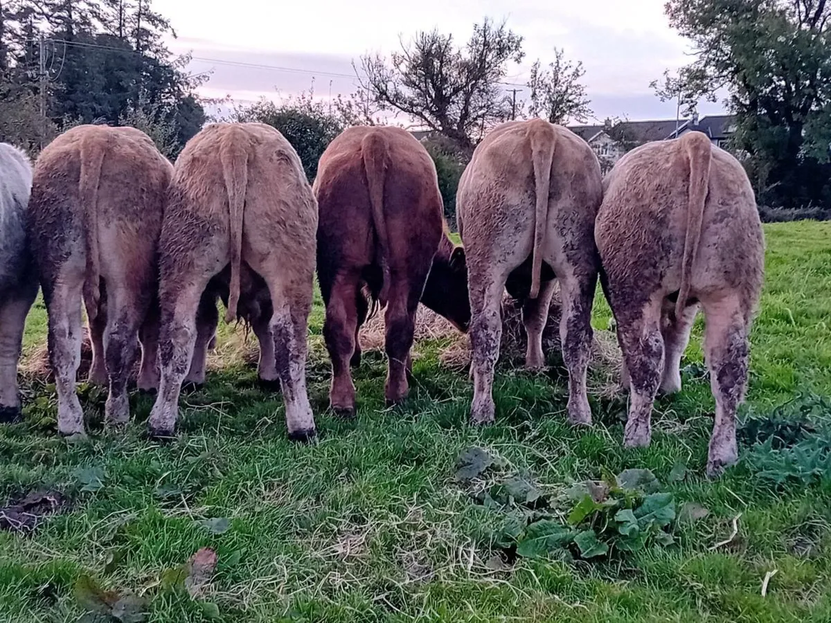 12 Smashing U grade bull Weanlings - Image 2