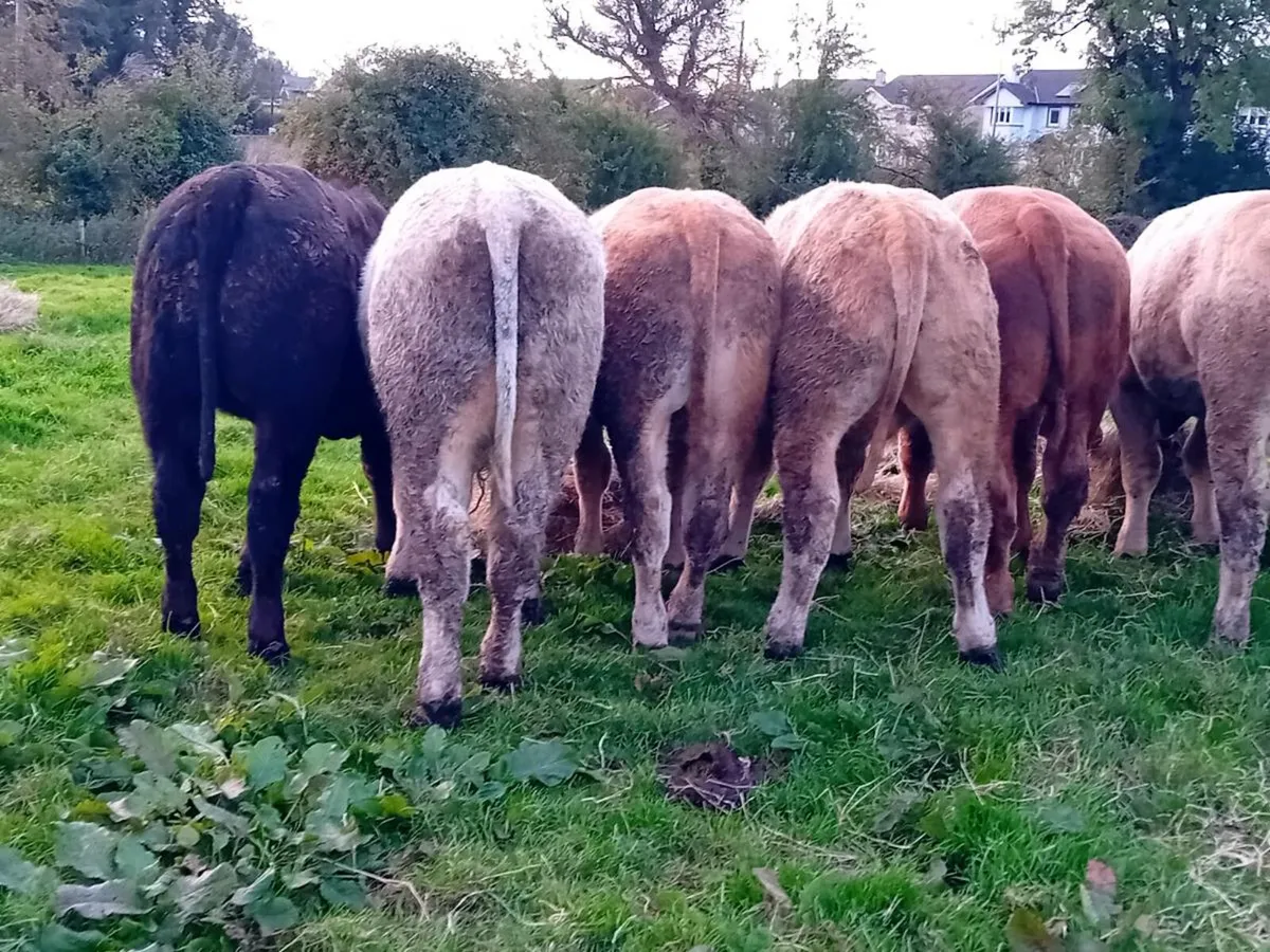 12 Smashing U grade bull Weanlings - Image 4