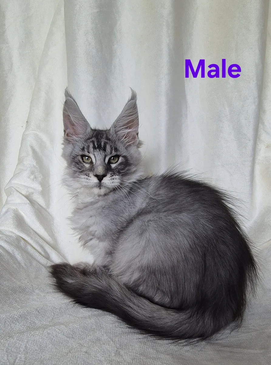 Maine Coon - Image 2