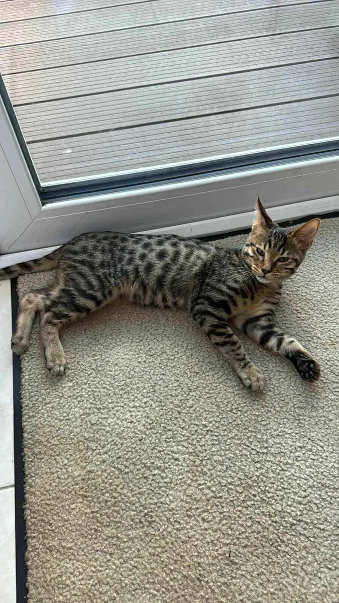 Savannah kitten Samira  for sale - Image 1